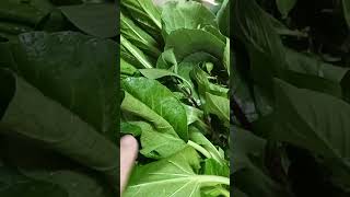 fresh Ang gulay bago harvest sa garden#shorts #shortvideo #satisfying #vegetables