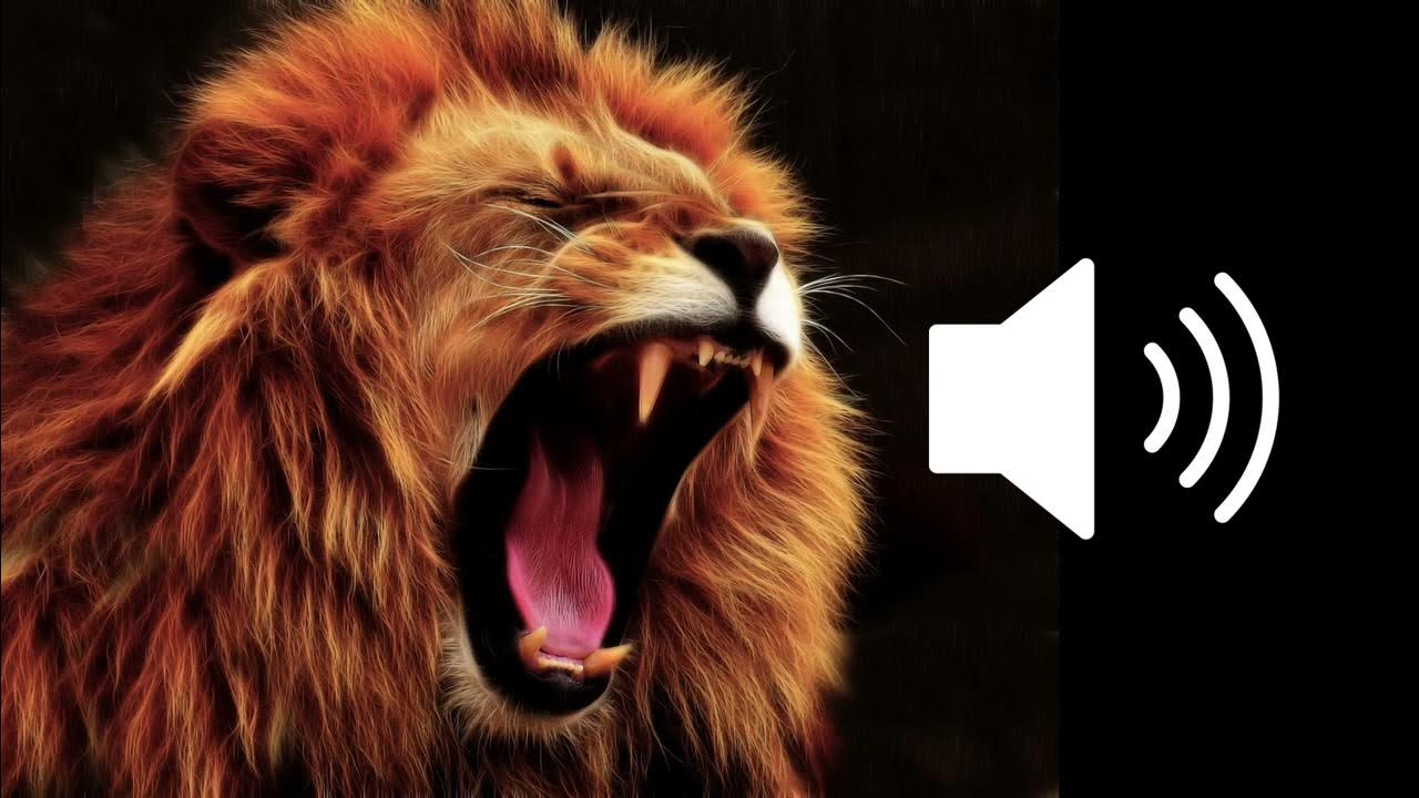 Lion Growl Grunt Sound Effects SFX HD YouTube lion-growl-grunt-sound-effects-sfx-hd-youtube
