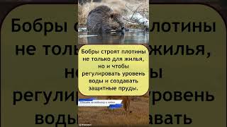 Бобры строят плотины для жилья и создания защитных прудов! 🌊🏗️