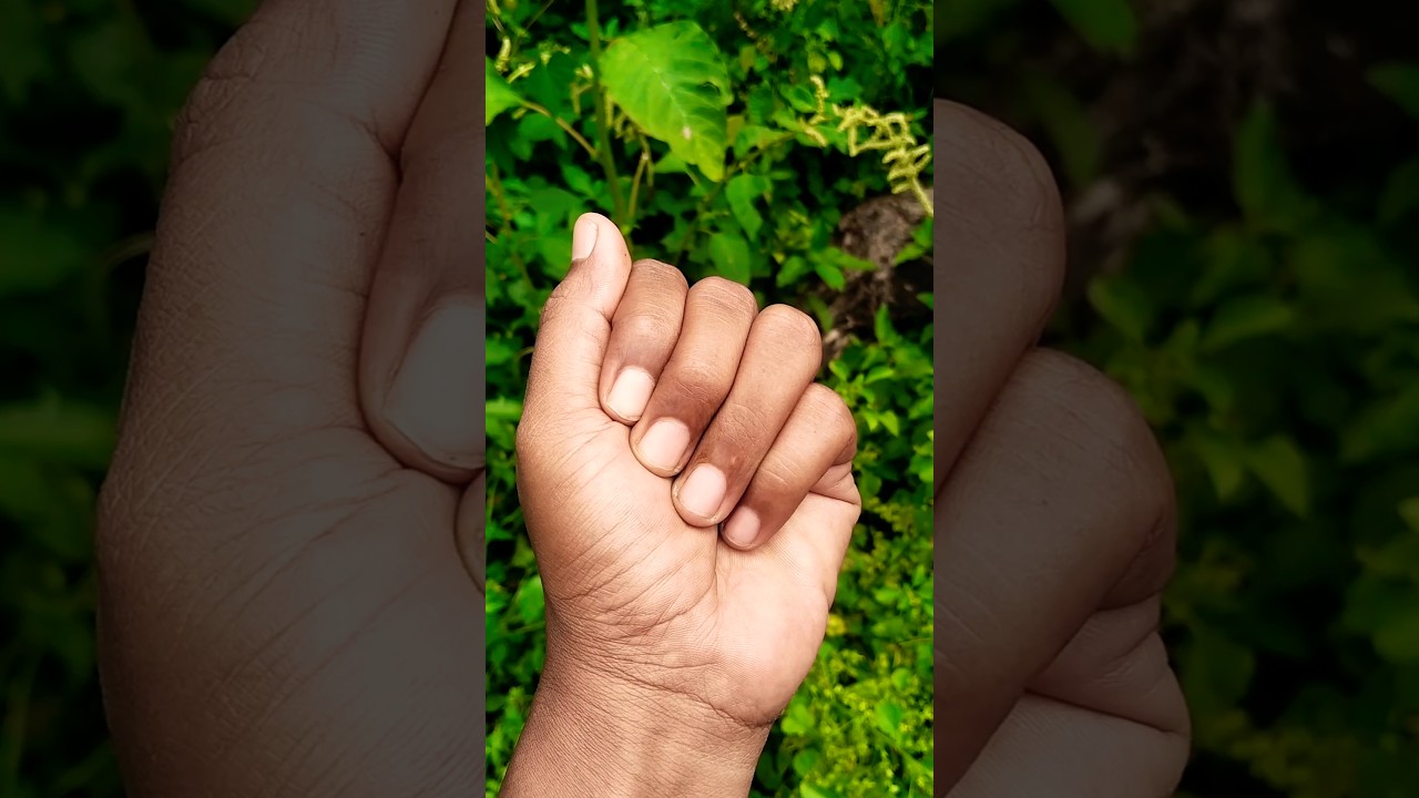 The beautiful colorful caterpillars wriggling