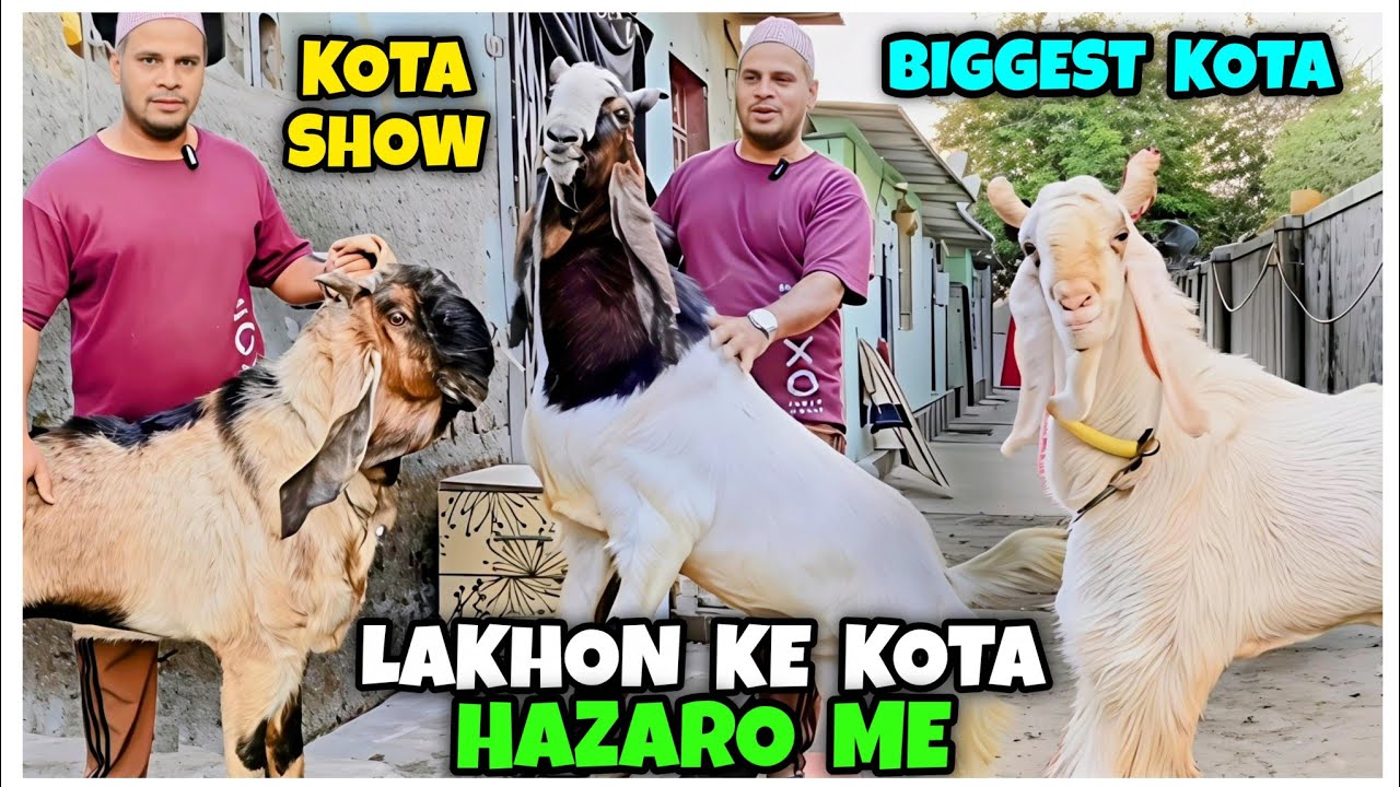 Hidden KOTA Collection Of Sohel Bhai Bhiwandi | Gulabi Kota | Colourful Big Kota In Bhiwandi Mumbai|