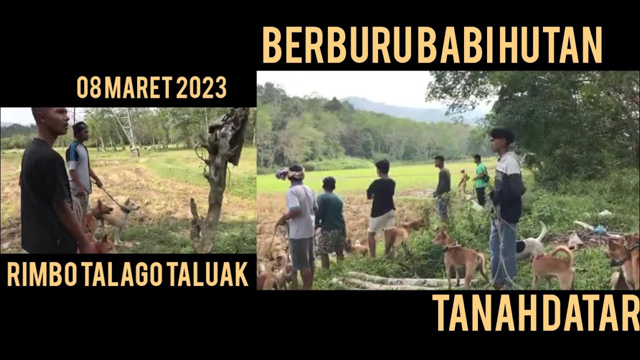 Kejaran selalu menepi ke sawah(buruan rimbo talago taluak)#amazing # ...