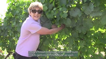 Assessing botrytis bunch rot disease in wine grapes