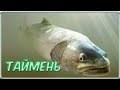 Красная рыбы из красной книги. Таймень. Восточный Казахстан.