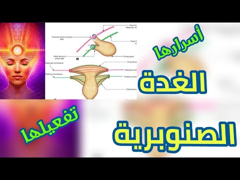 فيديو: ما هي الصنوبرية المتساقطة الوحيدة؟