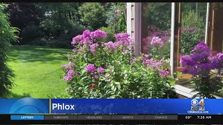 Gardening Tip Phlox
