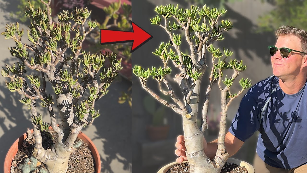 Saving a DYING Jade Bonsai Tree | 4+ Month Process!