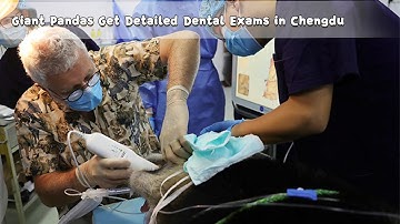 Giant Pandas Get Detailed Dental Exams in Chengdu | iPanda
