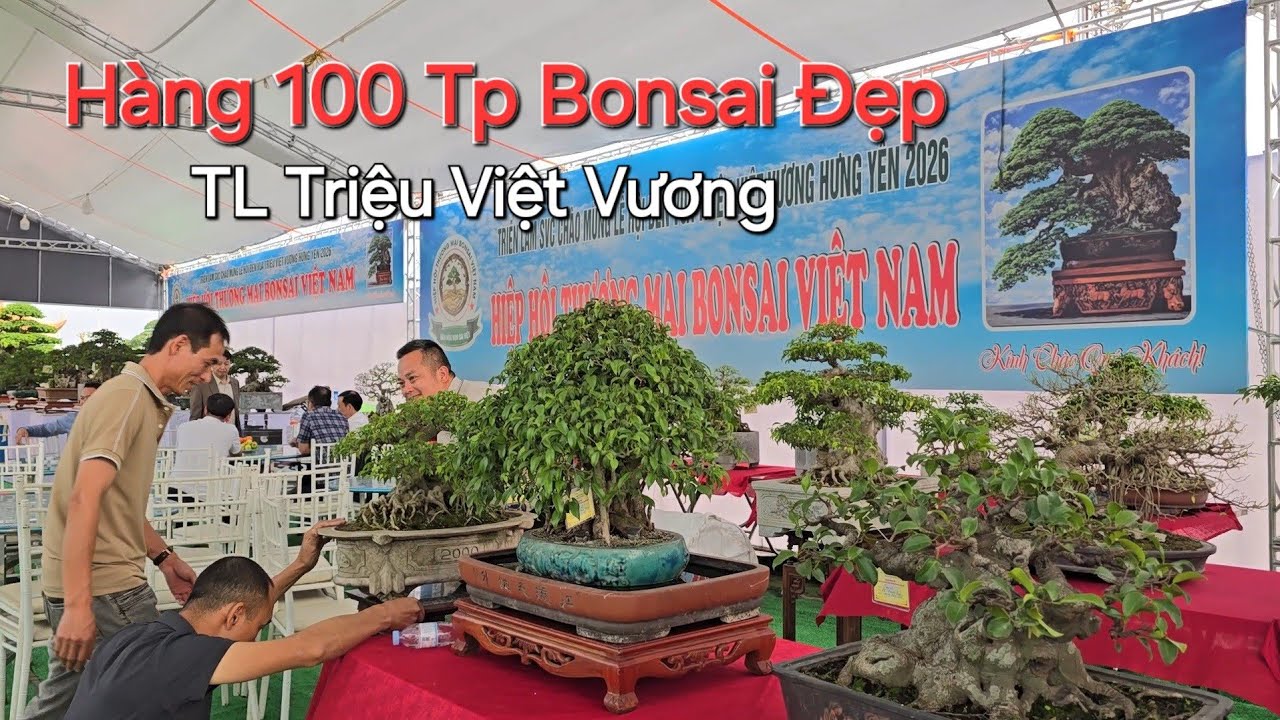 CHIÊM NGƯỠNG hàng 100 TP Bonsai ĐỂ BÀN ở TL TRIỆU VIỆT VƯƠNG - Hưng Yên 2026 .