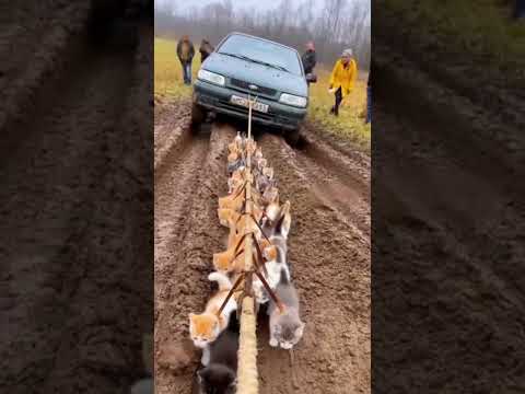 Kittens tow a car