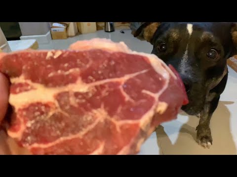 🐶🐶Oli&nomy:Oli The Pit Bull VS.🍖🥩RAW Food [ASMR] MUKBANG犬が生の肉を食べる [咀嚼音] Dog VLOG | JUNE/16/2023