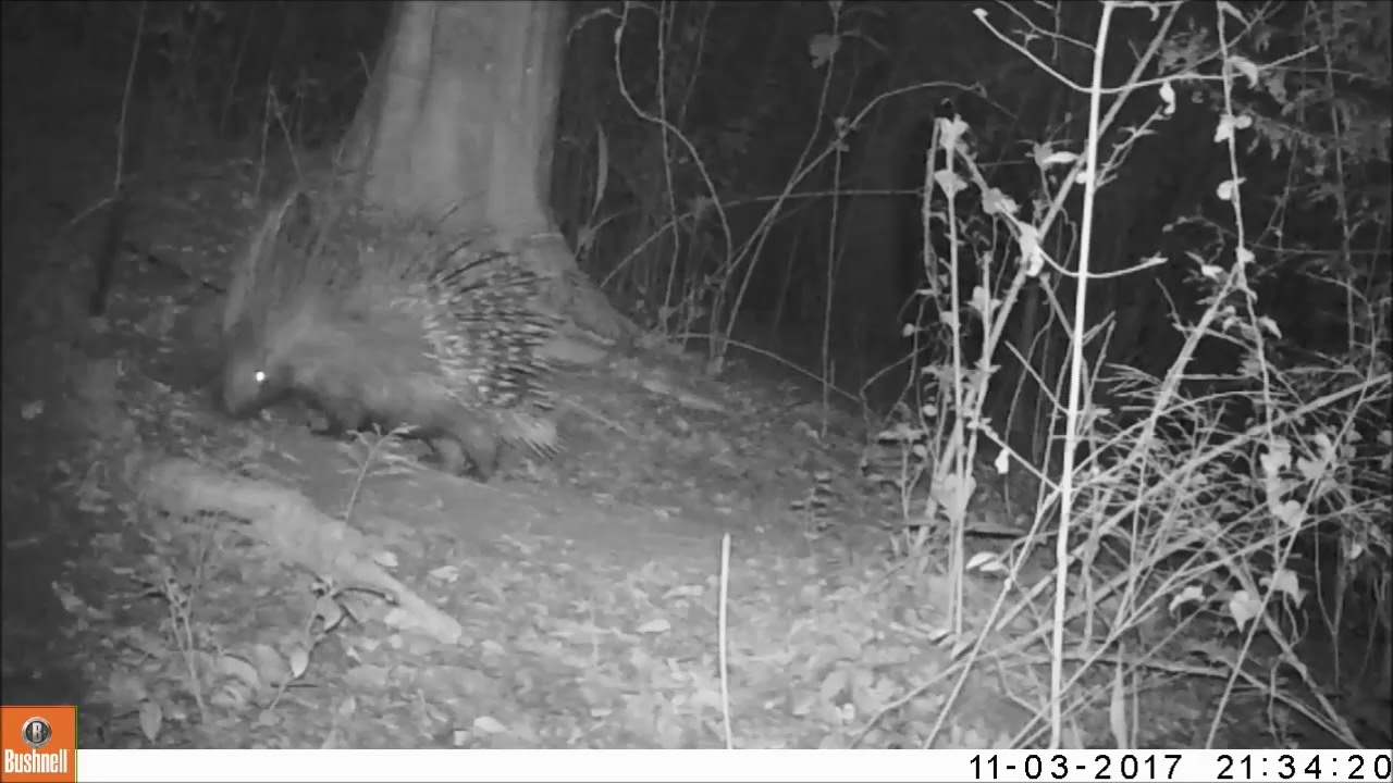 Porcupines have no defence against the quill trade – letting nature back in