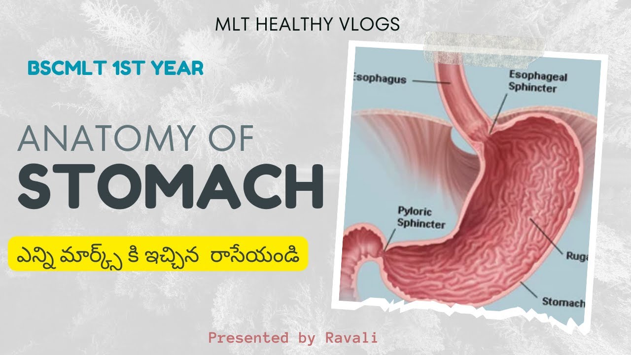Anatomy of Stomach in telugu | Bscmlt | MLT HEALTHY VLOGS