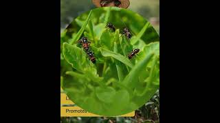 Why Integrated Pest Management Is Leading Sustainable Farming