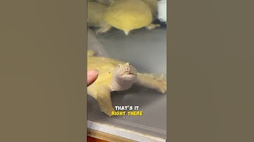 Albino Softshell Turtles are BREEDING #softshellturtle #albino #seaturtle #turtle #turtles