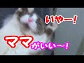 抱っこは気まぐれ 猫コハク君 Ragdoll Cat Kohaku. He refuses daddy to carry.