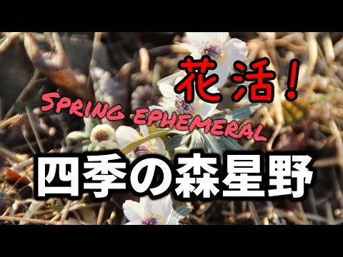 【セツブンソウ】花活　四季の森星野　栃木市　北限の自生地　2025年3月1日