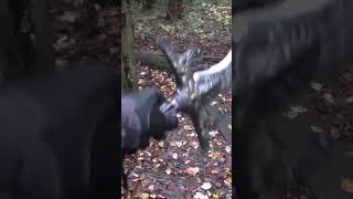 Larp Exploring #asmr #larp #pov