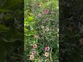 Echinacea Season #echinacea #hmmherbs #herbs #herbalmedicine #herbgarden