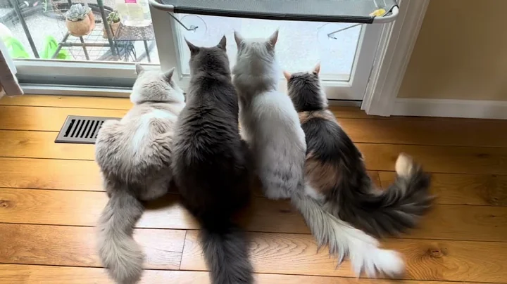 Video 6383681: blue tabby maine coon, silver shaded maine coon, cat meets, adorable cats