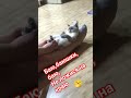 Баю, баюшки, баю...     не ложись ты на краю... #animals #catshorts #cat #shots