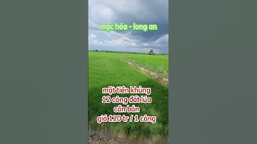 Bán 12 công đất lúa giá rẻ mặt tiền siêu to ở mộc hóa,long an.Sđt 0979920397