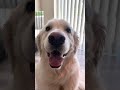 Owner Asks Dog Questions About Who Is a Good Boy And Whom Will They Cuddle - 1174073