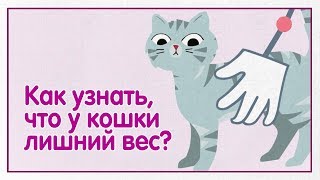 Как узнать, что у кошки лишний вес? — WHISKAS® К.Т.У. Как узнать, что у кошки лишний вес? — WHISKAS® К.Т.У.