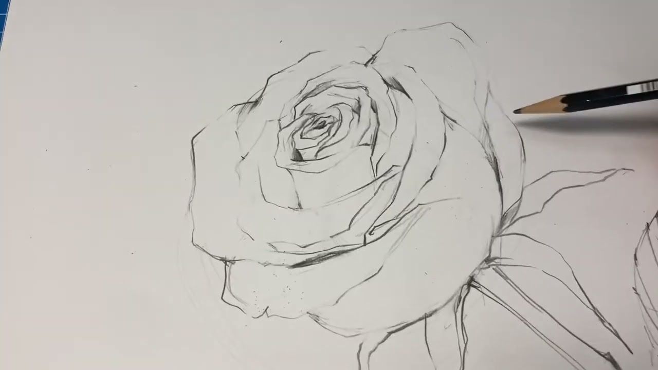 장미꽃 수채화 스케치 시범