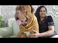 French Mastiff || Dogue De Bordeaux || Facts in Hindi || Anupma Pandey