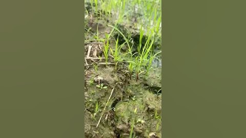 Trừ cỏ lồng vực tím cho lúa hiệu quả cao