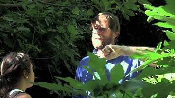 Lessons From the Fig Tree