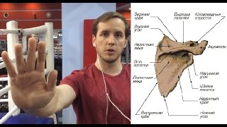 Стабилизация лопатки. Здоровье плечевого сустава Стабилизация лопатки. Здоровье плечевого сустава