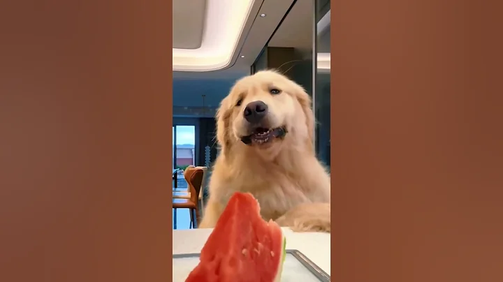 Video 10203631: pets dog, funny cats dogs