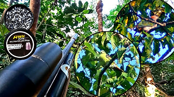 🔴 AWN slug, ❗BERBURU PERGAM DAN PUNAI GUNUNG // PAGI HARI PASTI POIN. 14 grain