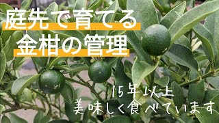 庭先で育てる金柑の管理方法【剪定】【摘花摘果】