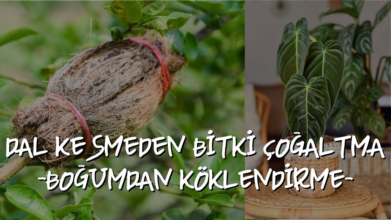 BİTKİ ÇOĞALTMA YÖNTEMLERİ -BOĞUMDAN ÇOĞALTMA-