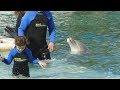 Nager avec les dauphins: l&#39;envers du décor /The Truth behind Swimming with Dolphins