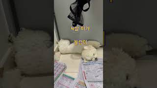 강아지 삼남매 일상