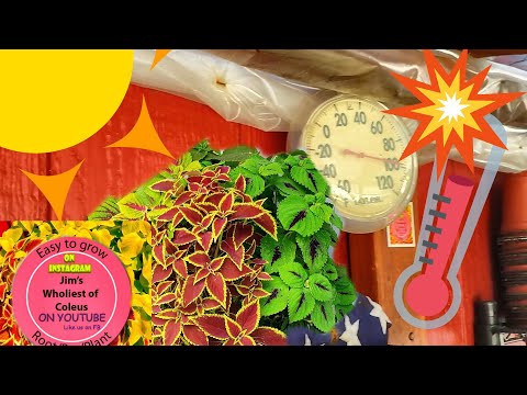 Full 🌞 Sun /High Heat Coleus Care Tips