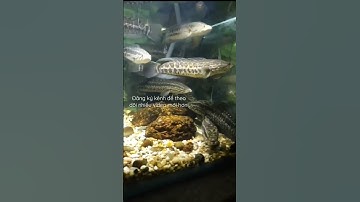 Cá chuối hoa , tuổi thơ và kỷ niệm .