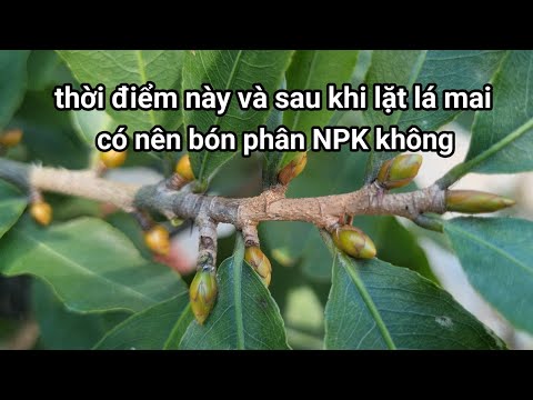 Ngày 17-11 âm lịch,có nên tưới phân trước và sau khi lặt lá mai không ?. mới nhất 2023