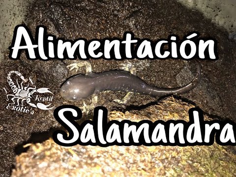 Vídeo: He d'alimentar la meva salamandra?