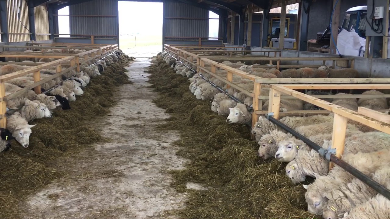 Mchale C460 Silage Feeder Part 4 Youtube