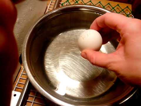 Вопрос: Если в яйце 2 желтка, то какова вероятность появления 2-х цыплят?