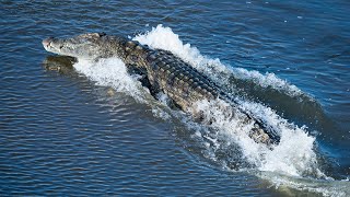 Huge crocodiles fishing in the Crocodile River
Watch really big crocodiles lunging after fish and trying to catch water birds.
#krugernationalpark #africawildanimals #southafrica
To see more of the almost 200 wildlife videos on my channel please visit: https://www.youtube.com/c/JudyLehmbergEpicNature
To license footage please contact me at: judy@judylehmberg.com. Huge crocodiles fishing in the Crocodile River