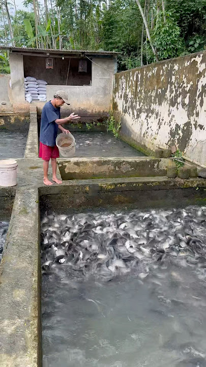 Budidaya ikan mas dikolam air deras #ikanmas #shorts