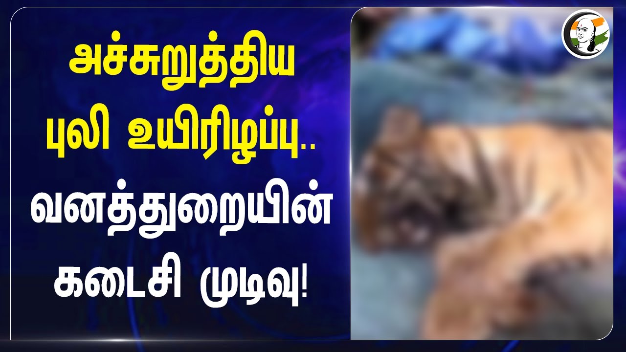 அச்சுறுத்திய புலி உயிரிழப்பு.. Forest Department-ன் கடைசி முடிவு! | Kerala | Wild Animals |