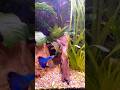 HB vs  blue singa blue tail crossbreed story #crossbreeding #guppy #guppyfish