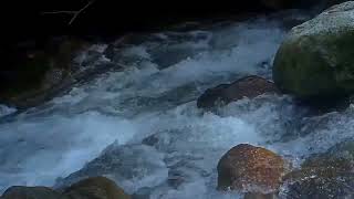 Nature Sounds of a Forest River,Water Sounds,Relaxation,ASMR